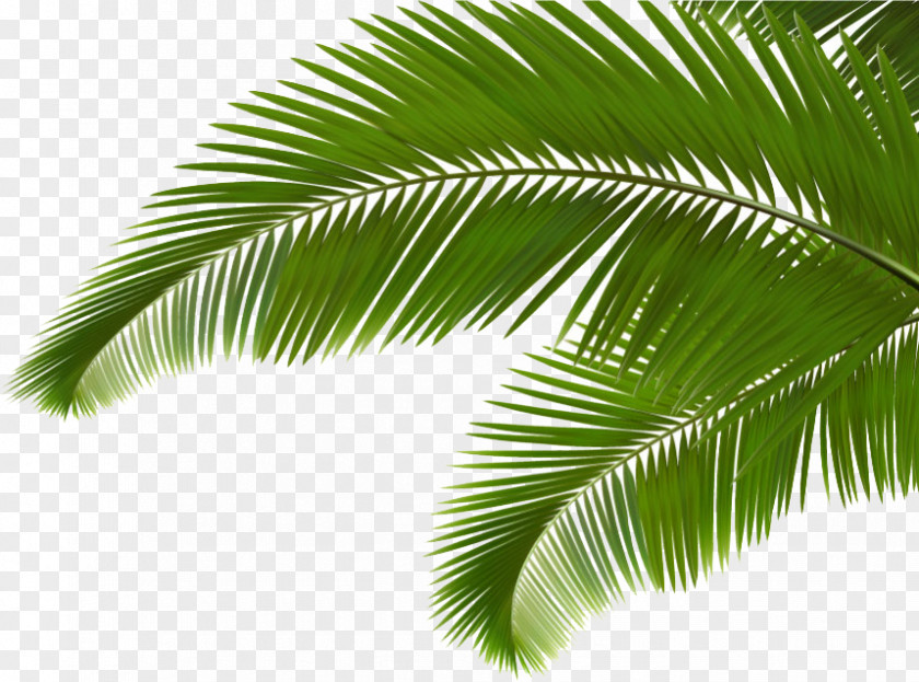 Green Coconut Leaves Palm Branch Arecaceae Leaf Frond Clip Art PNG