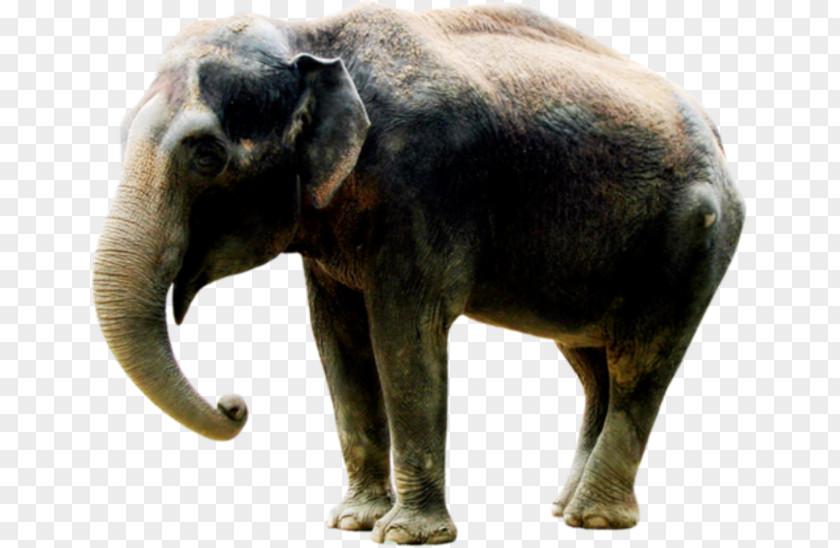 Indian Elephant African Elephantidae Tusk Clip Art PNG