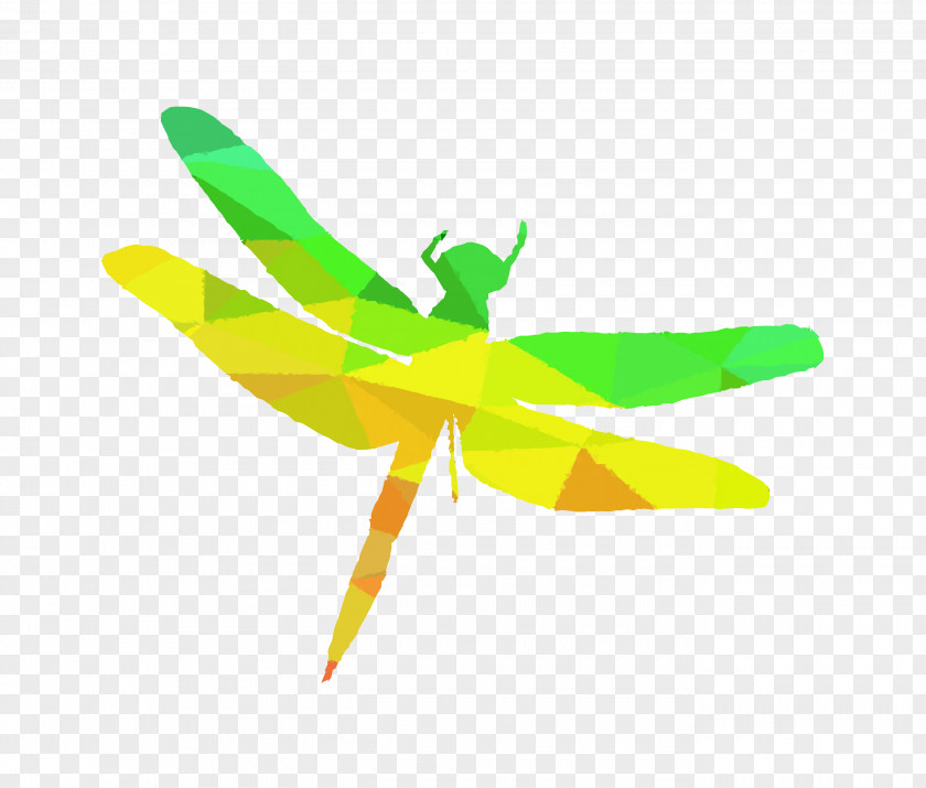Insect Yellow Line Membrane PNG