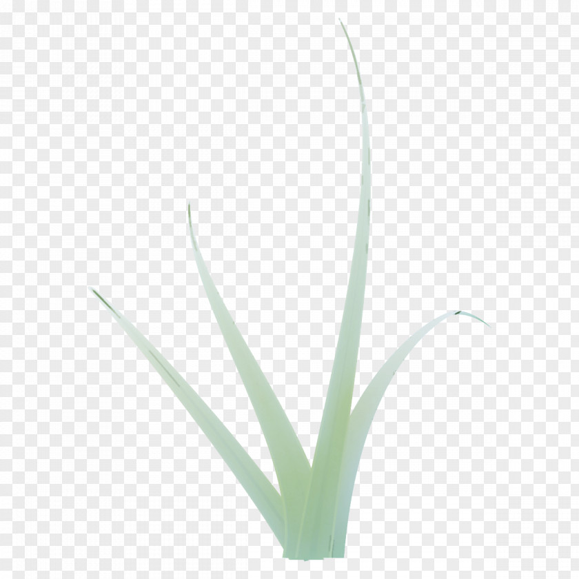 Xanthorrhoeaceae Perennial Plant Flower Leaf Grass Agave PNG