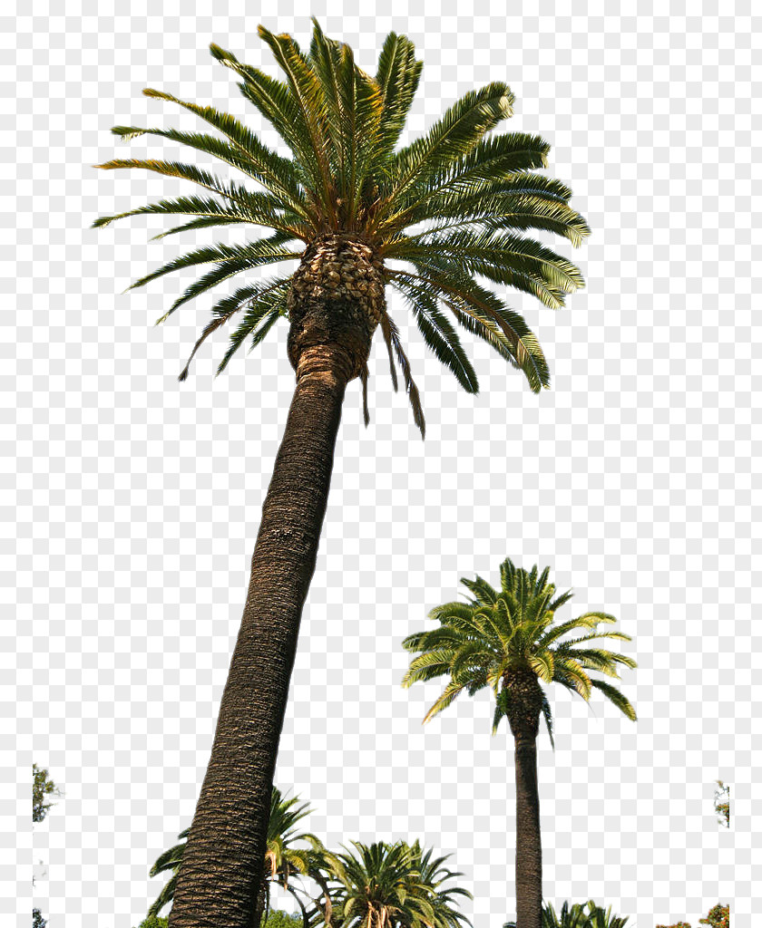 Beach Rock Asian Palmyra Palm Trees Babassu Date PNG