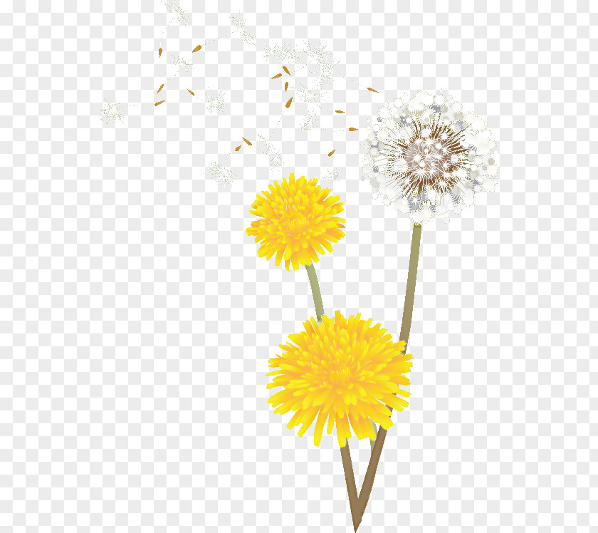 Dandelion PNG