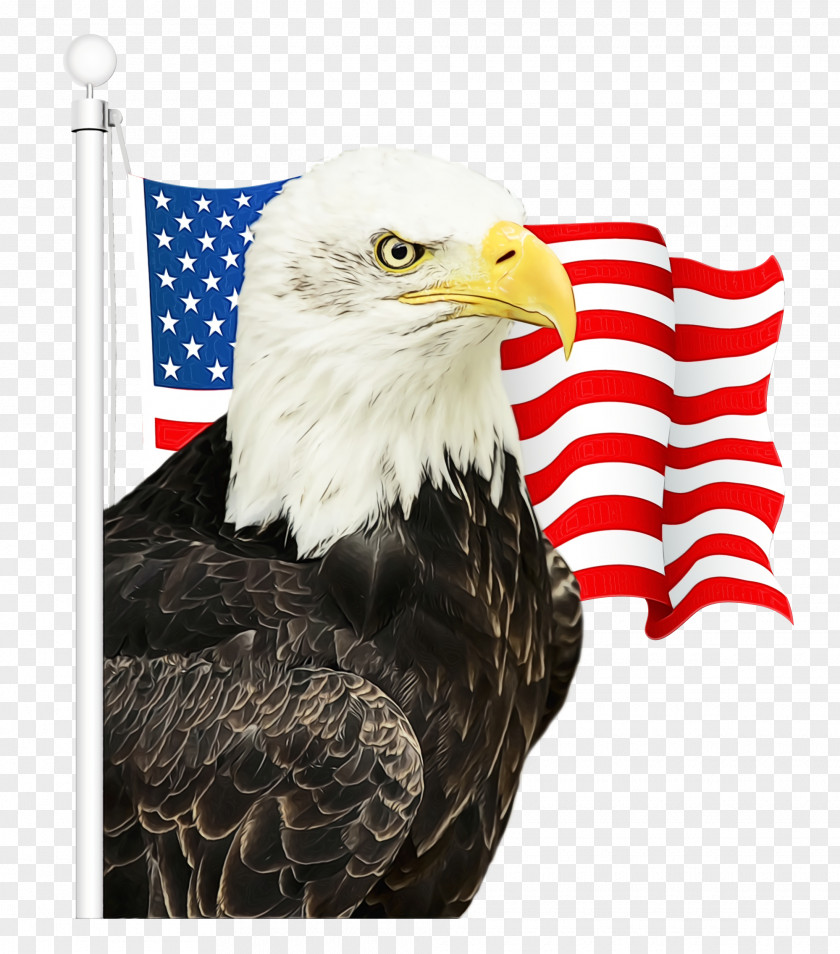 Falconiformes Sea Eagle Fourth Of July Background PNG