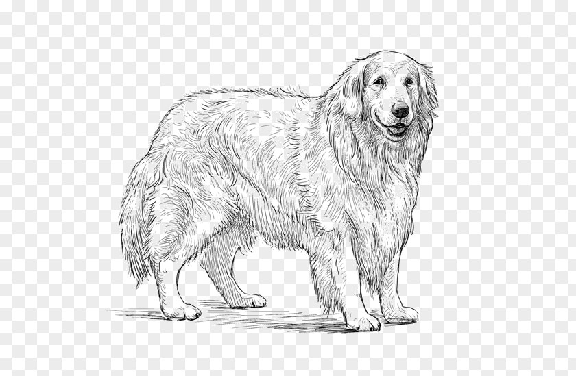Golden Retriever Dog Breed Sketch Companion Vector Graphics PNG