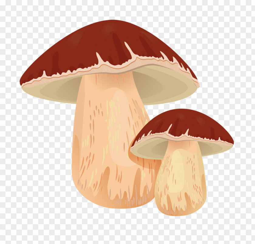 Mushroom Penny Bun Edible Common Clip Art PNG