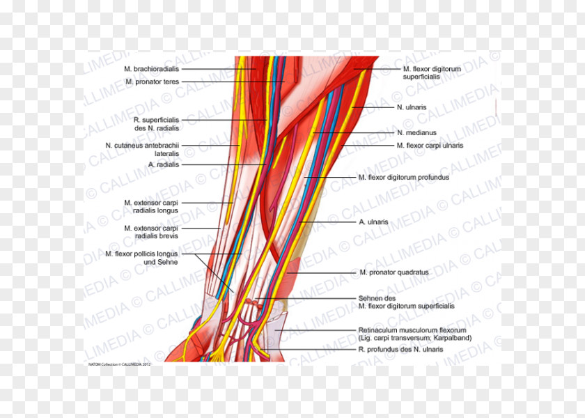 Arm Anterior Compartment Of The Forearm Blood Vessel Nerve Muscle PNG