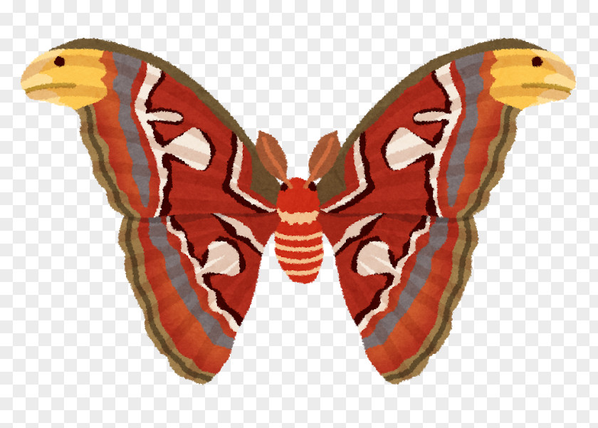 Butterfly Atlas Moth Summer Night PNG