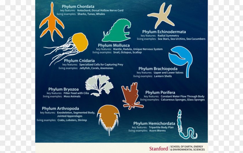 Cambrian Explosion Animal Taxonomy Body Plan Evolution PNG