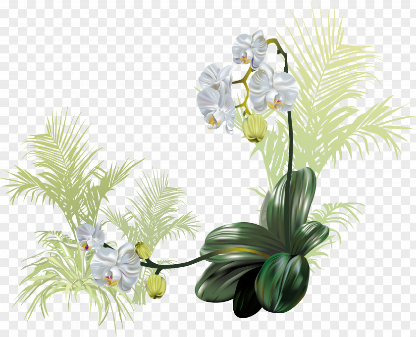 Delicate Floral Vector Flower Orchids PNG