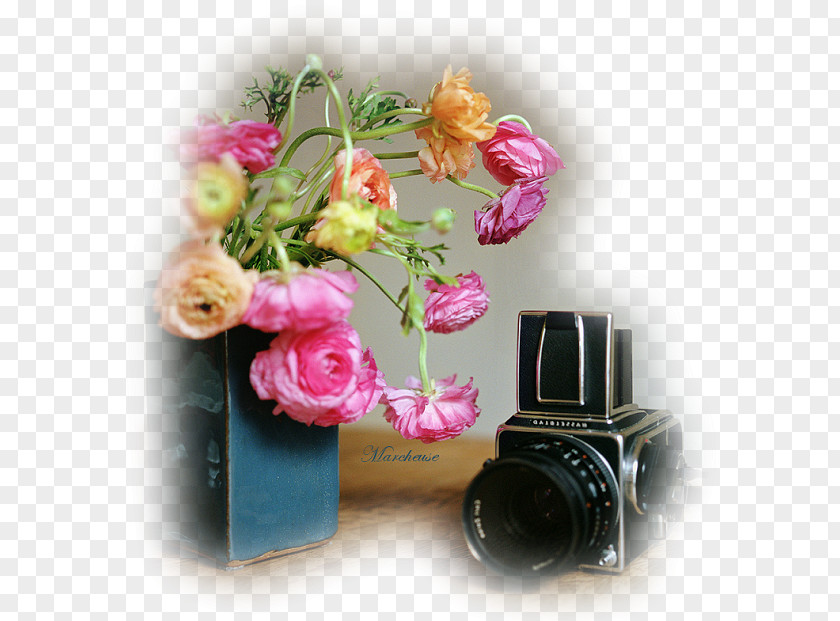 Flower Download Web Hosting Service Photography PNG