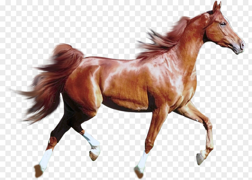 Horse Download Clip Art PNG