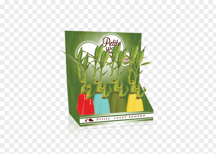 Lucky Bamboo Plant Flowerpot PNG