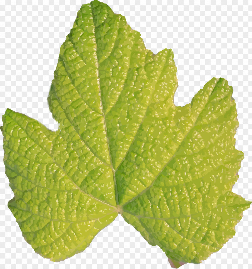 Stems Leaf Plant Stem Green PNG