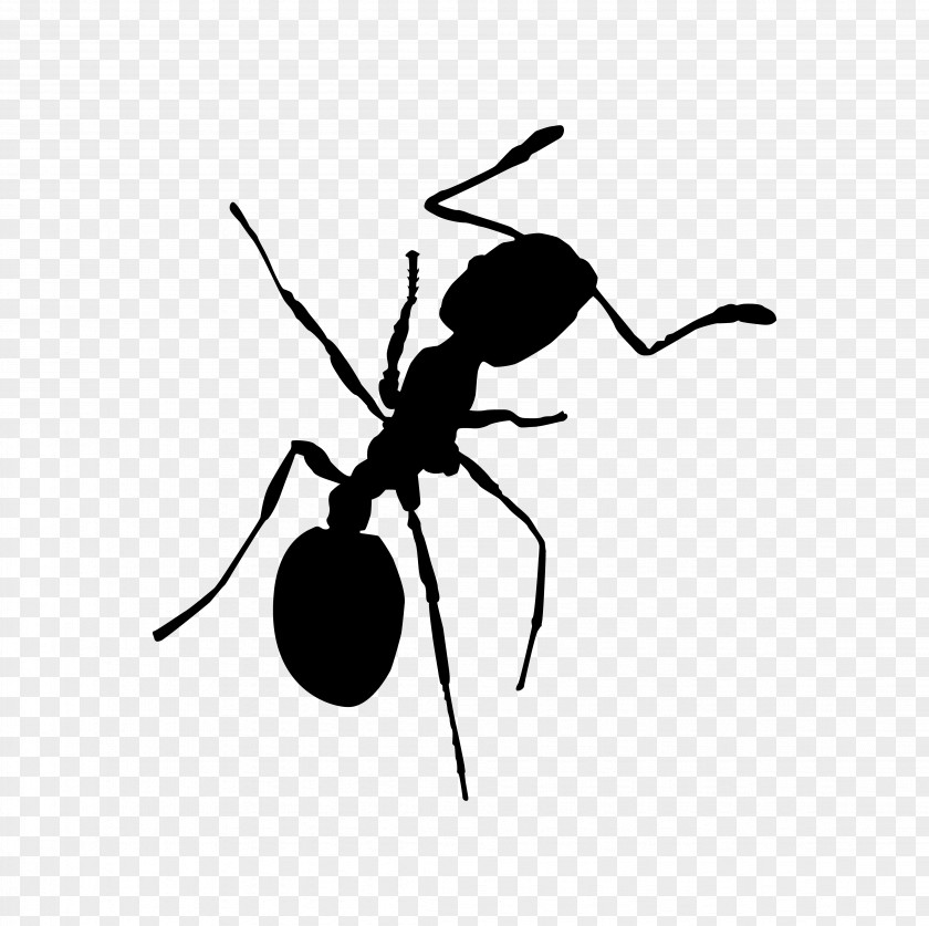 Ants Red Imported Fire Ant Pharaoh Insect Bullet PNG