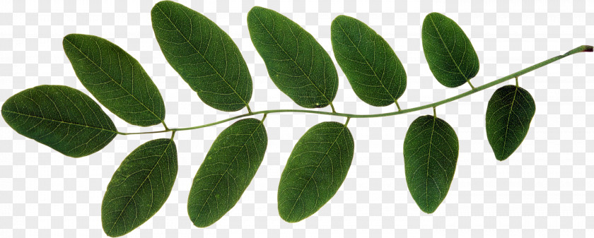 Clover Leaf Plant Stem Branch Clip Art PNG