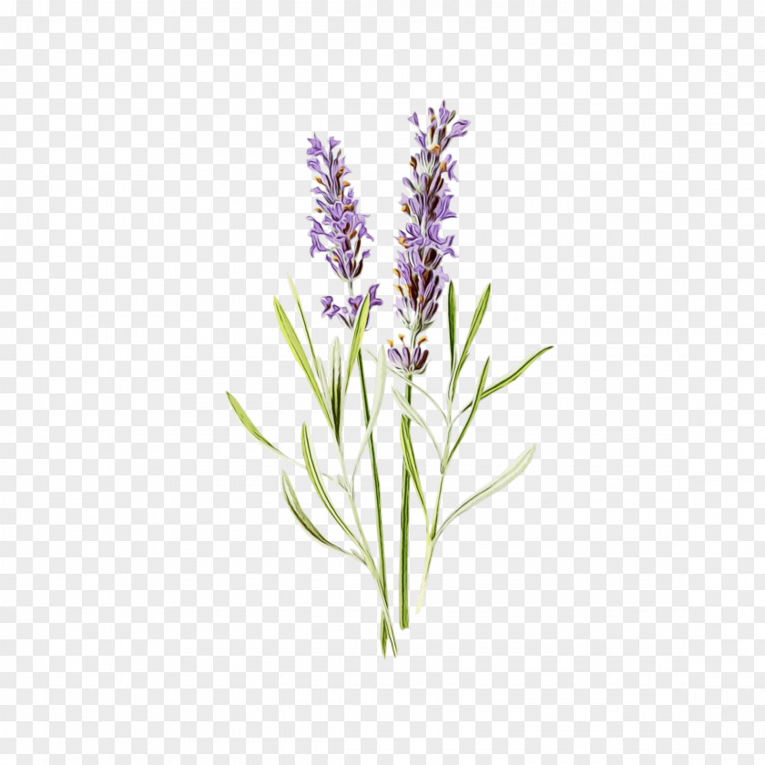 Fernleaf Lavender Grass PNG