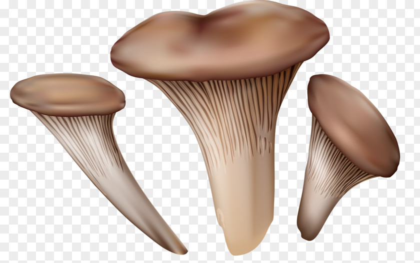 Hand Drawn Mushrooms Pleurotus Eryngii Mushroom Fungus Illustration PNG