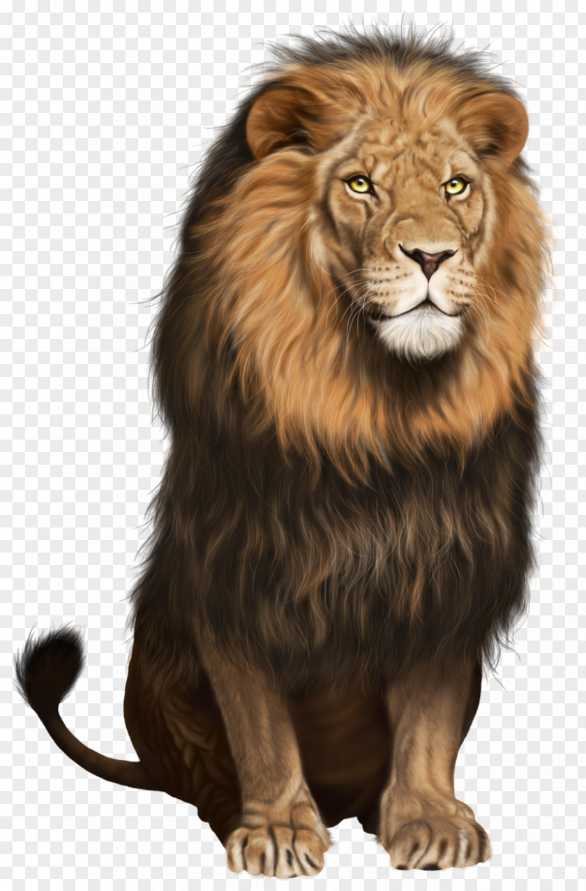 Lion Cat Clip Art PNG