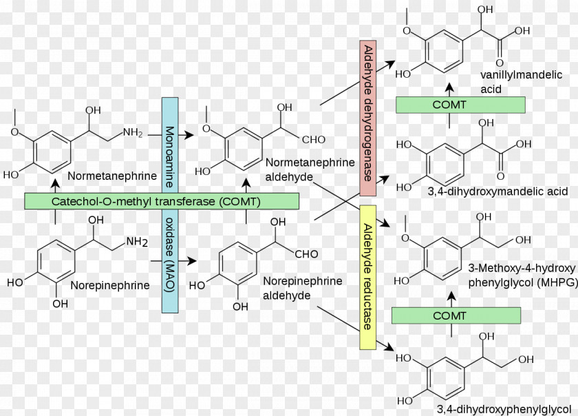 Pathway Catechol-O-methyltransferase Catecholamine Norepinephrine PNG