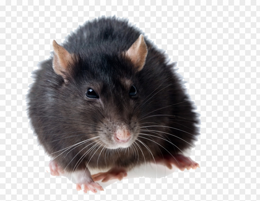 Rat Photos Brown Black Rodent Mouse Pest Control PNG