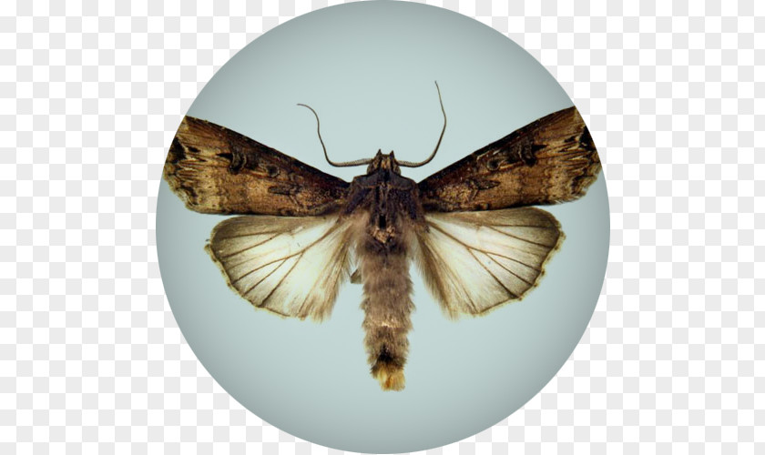 Wheat Fealds Butterfly Insect Moth Dark Sword-grass Cutworm PNG