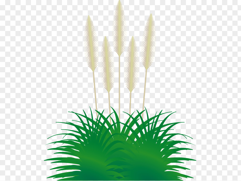 Autumn Flower Pampas Grass Ornamental Clip Art PNG