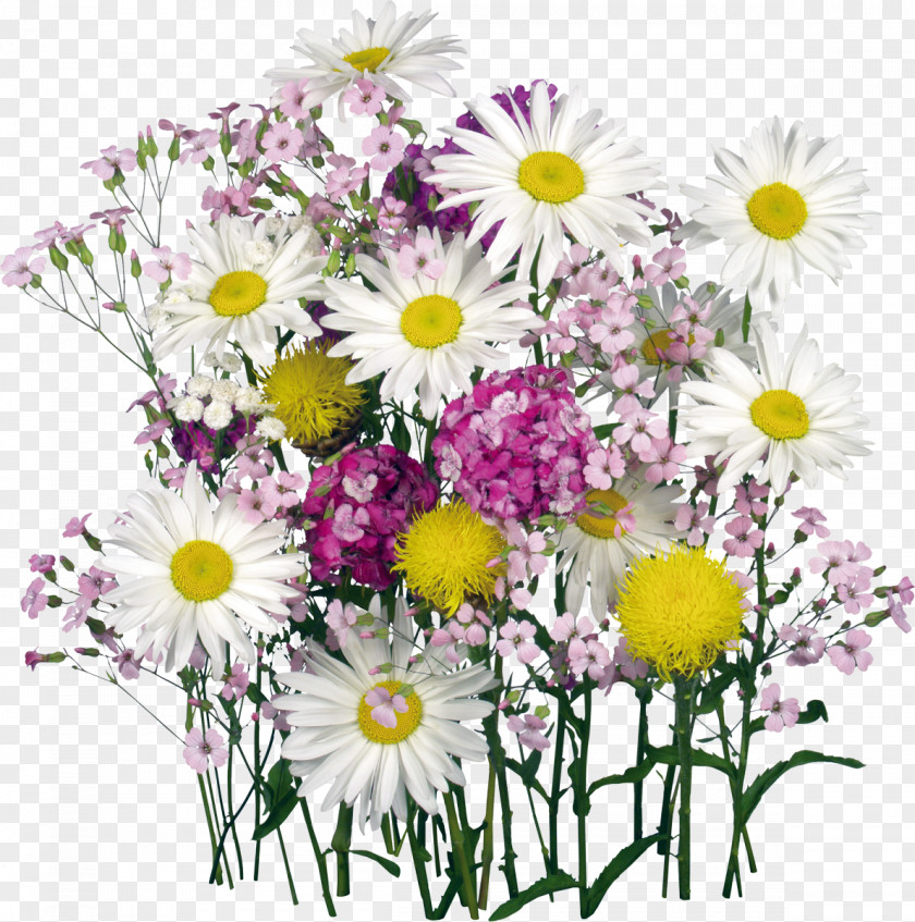 Camomile Flower Bouquet Desktop Wallpaper Clip Art PNG
