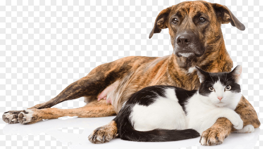 Cat Dog–cat Relationship Pet Breed PNG