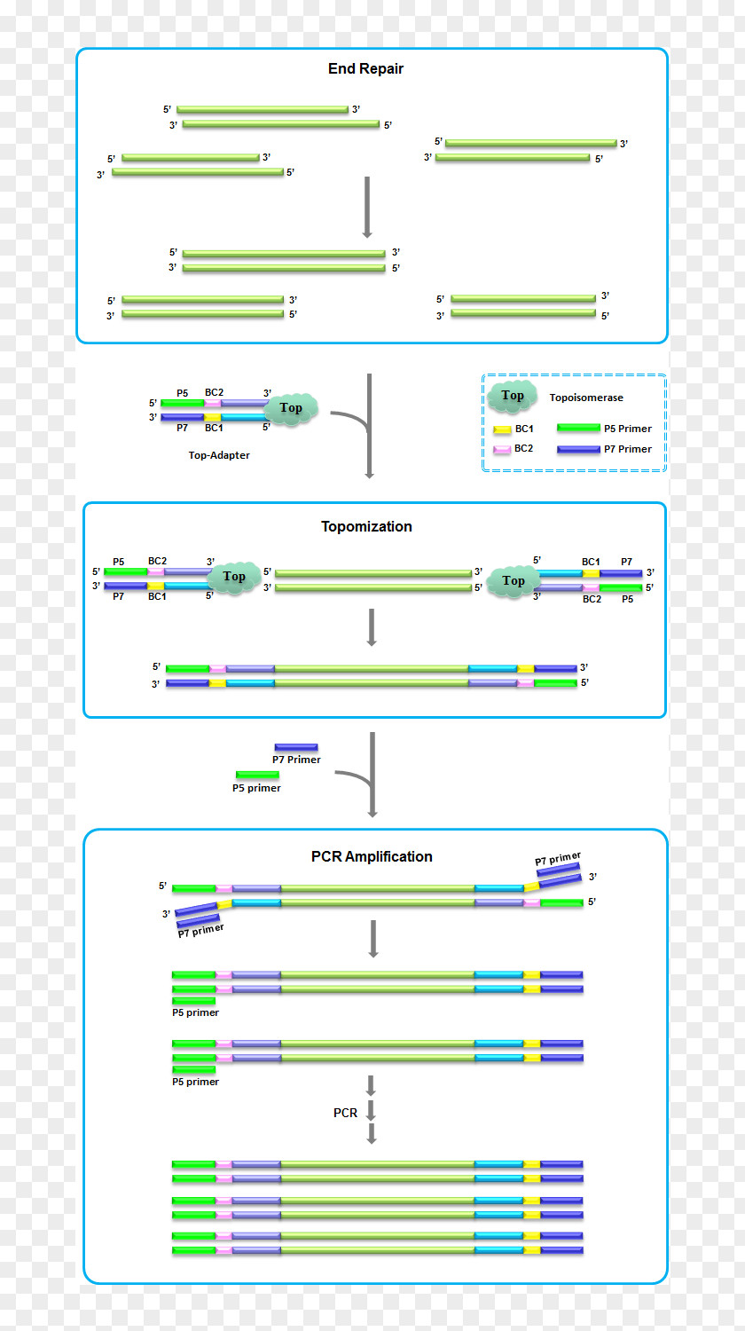 Fragmented Library DNA Fragmentation Sequencing PNG