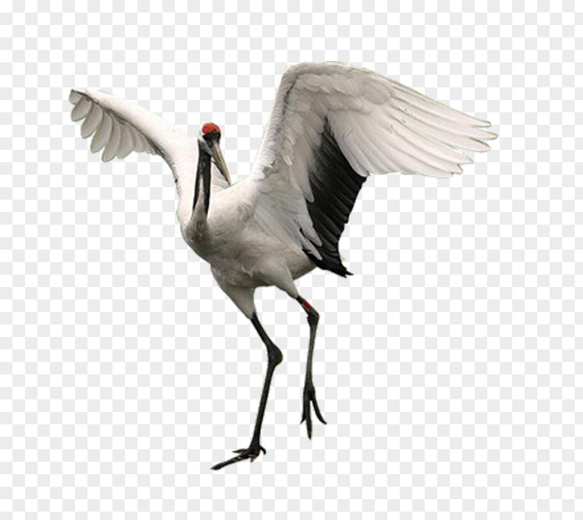 Red-crowned Crane PNG crane clipart PNG