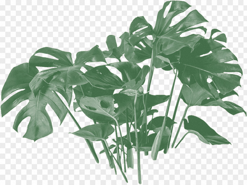 Swiss Cheese Plant Drawing Houseplant Plants Philodendron Flowerpot PNG