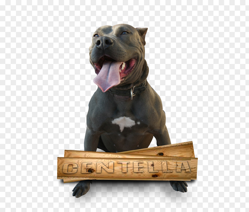 American Bullfrog Dog Breed Pit Bull Terrier Snout PNG