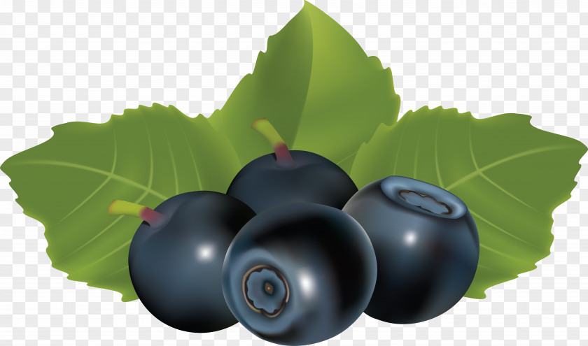 Blueberries Blueberry Euclidean Vector Bilberry Clip Art PNG