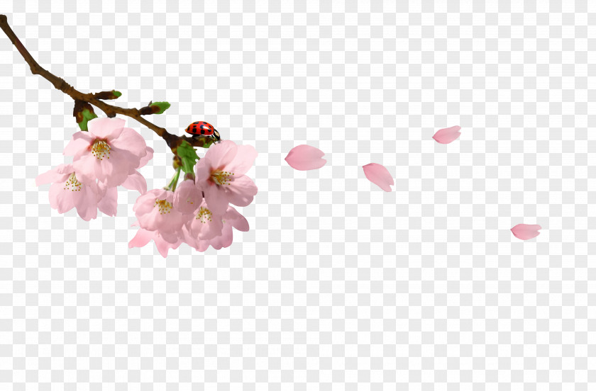 Cherry Blossoms Branch Clip Art PNG
