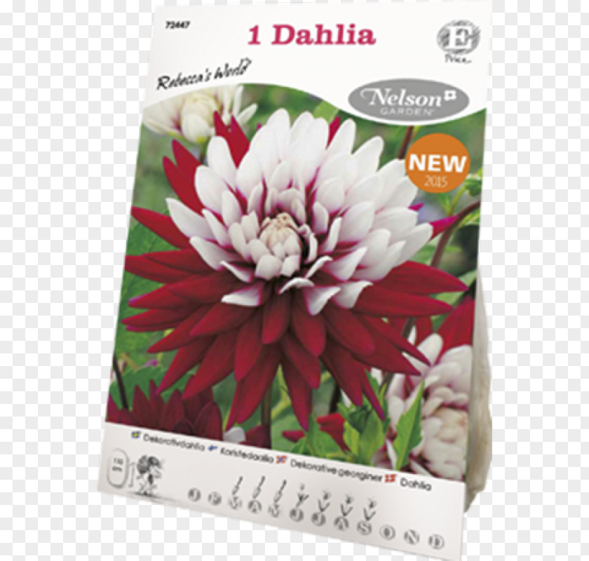 Dahlia Pinnata Rebecca's World Flowering Plant PNG