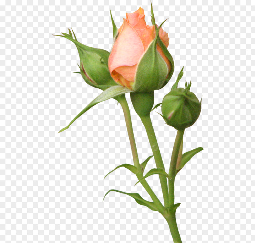 Flower Garden Roses Бутон Clip Art PNG