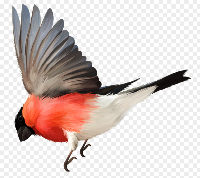 Hand Drawn Flying Bird Class Flight Feather PNG