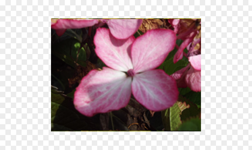 Hydrangea Plant Crane's-bill Annual Pink M Shrub PNG