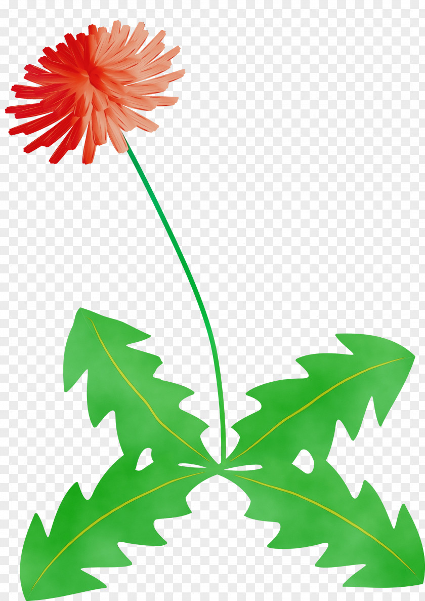 Leaf Dandelion Plant Stem Pedicel Flower PNG