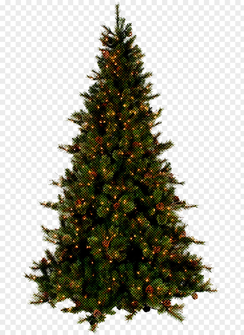 Oregon Pine Lodgepole Christmas Tree PNG