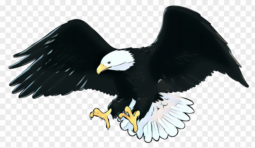 Sea Eagle Claw Bird PNG