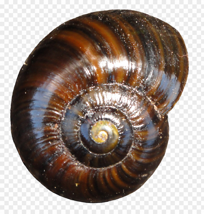 Snail Sea Conchology Powelliphanta New Zealand PNG