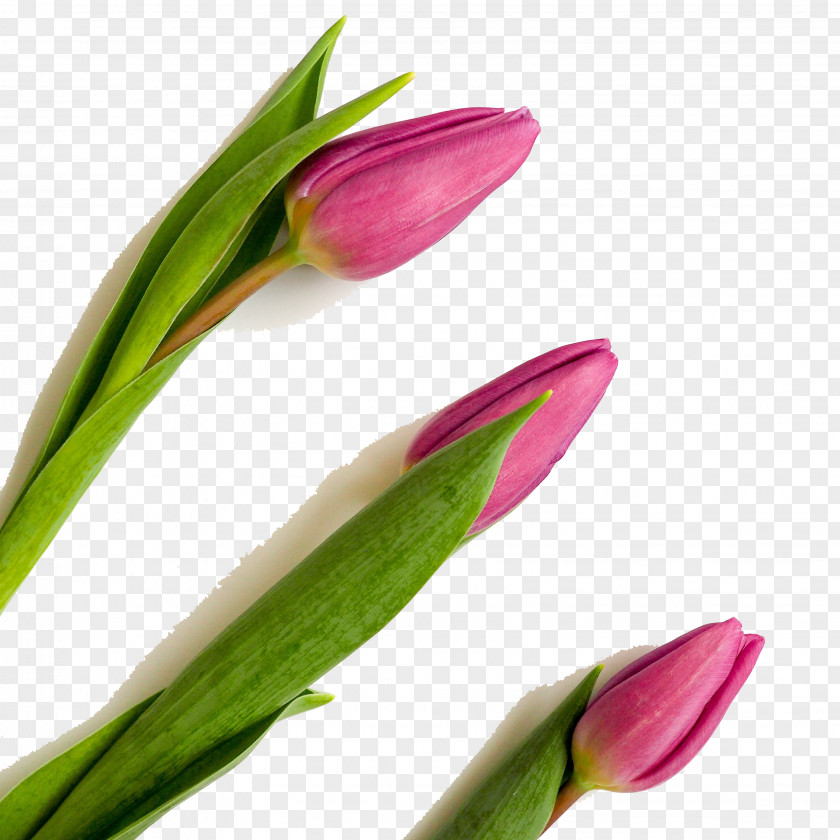 Three Beautiful Tulips Goal Setting Leadership Motivation Public Relations PNG