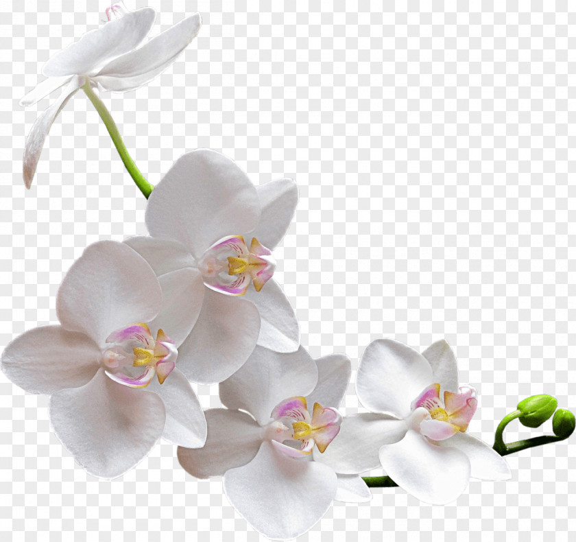 Watercolor White Flower Orchids Clip Art PNG