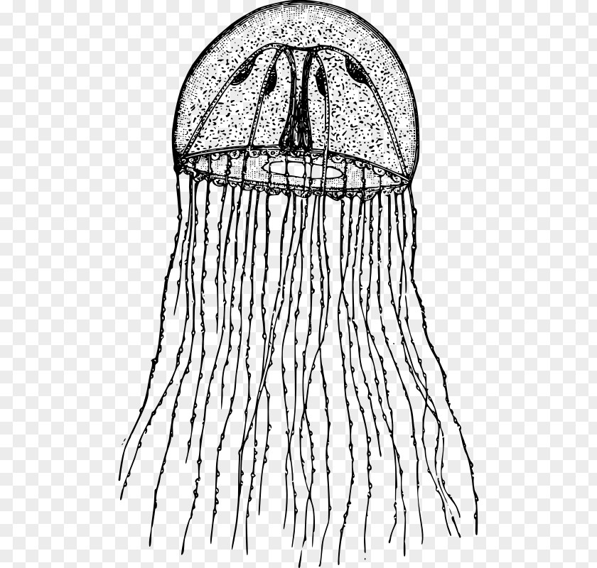 Hydroid Clip Art PNG