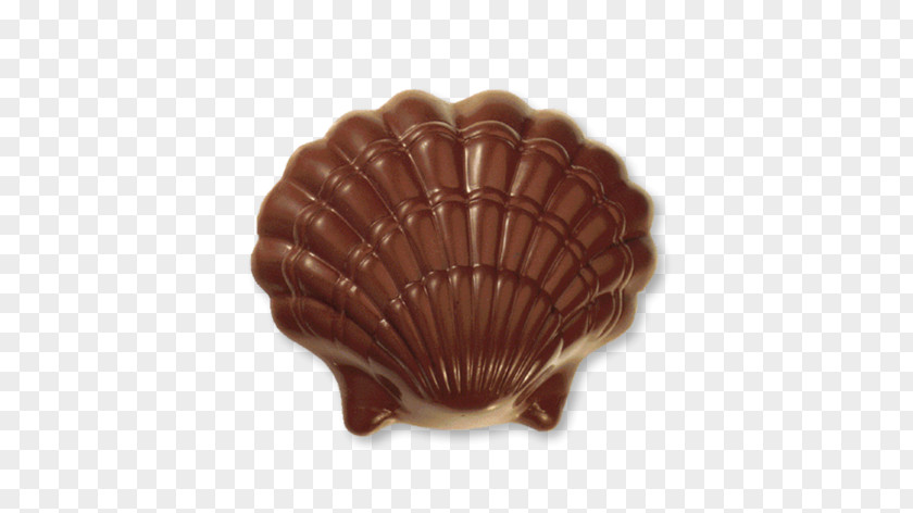 Klein Cockle Conchology Brown PNG