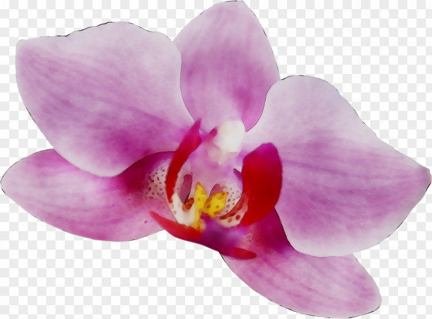 Moth Orchids Pink M RTV PNG