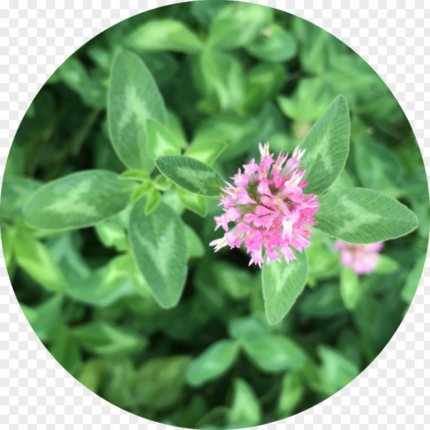 Red Clover Medicine Materia Medica Herb Why Would You Know PNG