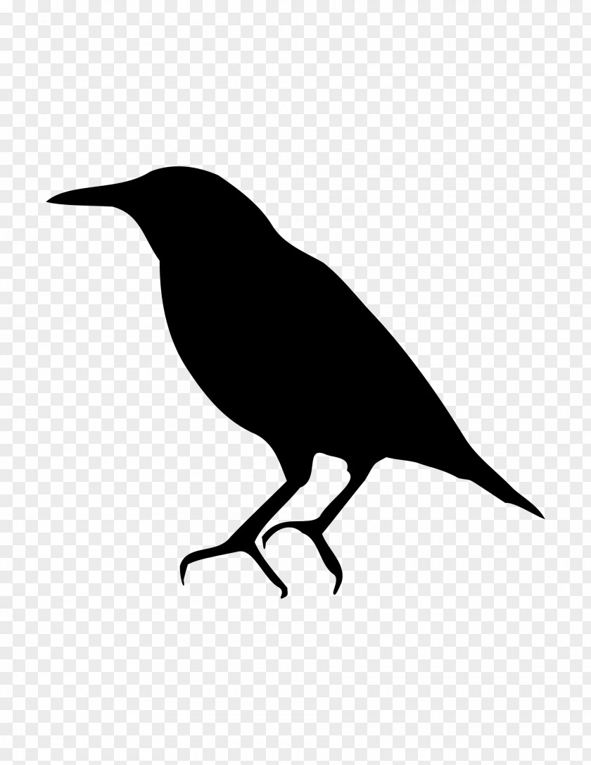 Birds Silhouette Bird Common Starling American Crow PNG