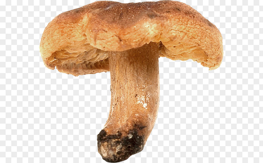 Mushroom Shiitake Pleurotus Eryngii Matsutake Medicinal Fungi PNG